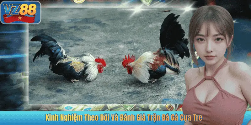 Kinh Nghiệm Theo Dõi Và Đánh Giá Trận Đá Gà Cựa Tre